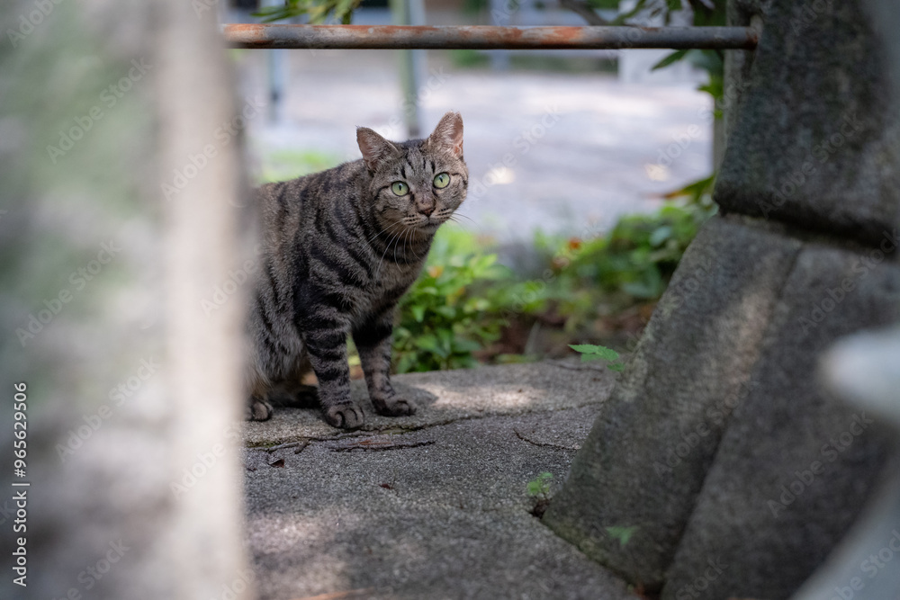 Naklejka premium A cat inside a Japanese shrine.