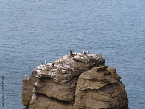 sea birds resting on the rocks