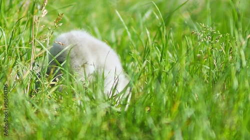 a beautiful Swan (Cygnus olor) family with young fluffy chicks walks on a green lush meadow and eats grass on a sunny summer morning in Göttingen - Lower Saxony - Germany - Europe