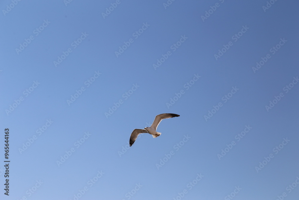 seagull in flight seagull in flight