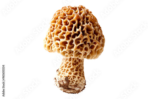 Closeup of Morel mushroom showing its textured cap and stem isolated on a white background. Concept of fungi and nature