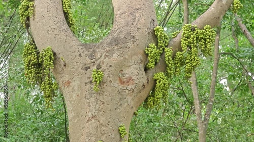 Figs fruits on the tree trunk. Popularly known as the cluster fig tree or goolar fig. photo