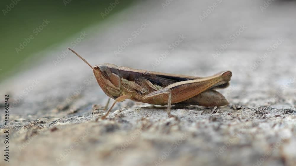 Brown Grasshopper, Bombay Locust on tree log with natural black background, Thailand. Brown Grasshopper, Bombay Locust on tree log with natural black background, Thailand.
