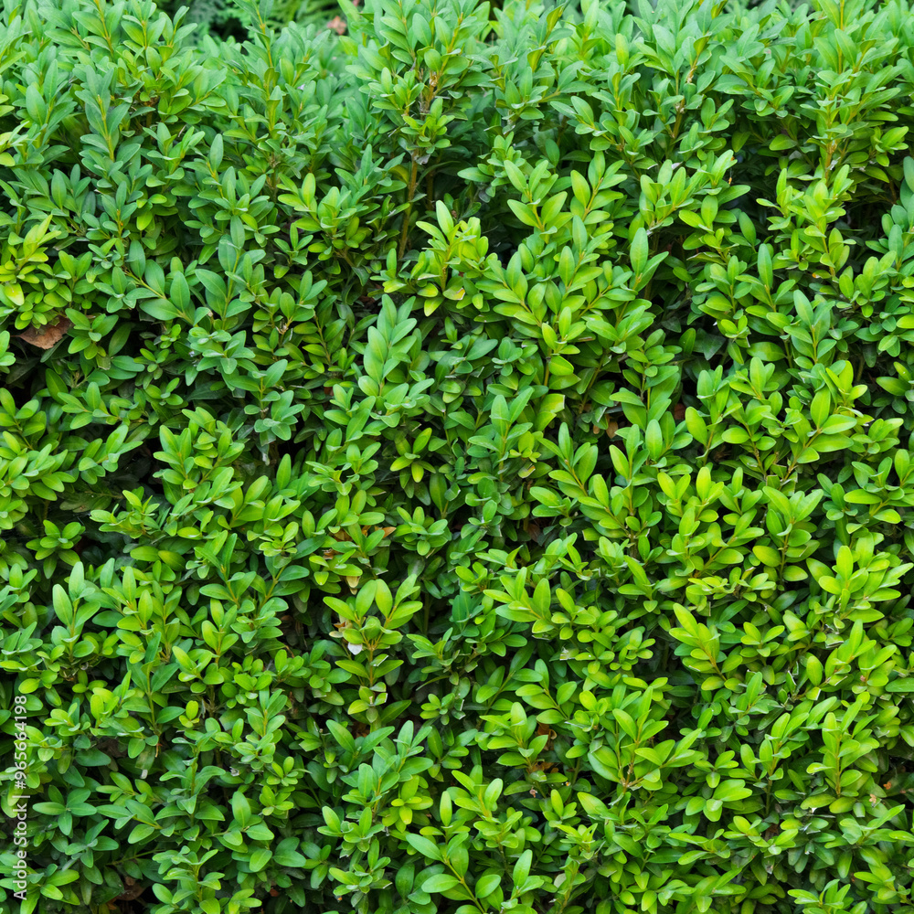 A beautiful hedge of Boxwood. Buxus plant pattern. Seamless texture of green natural background. A beautiful hedge of Boxwood. Buxus plant pattern. Seamless texture of green natural background.
