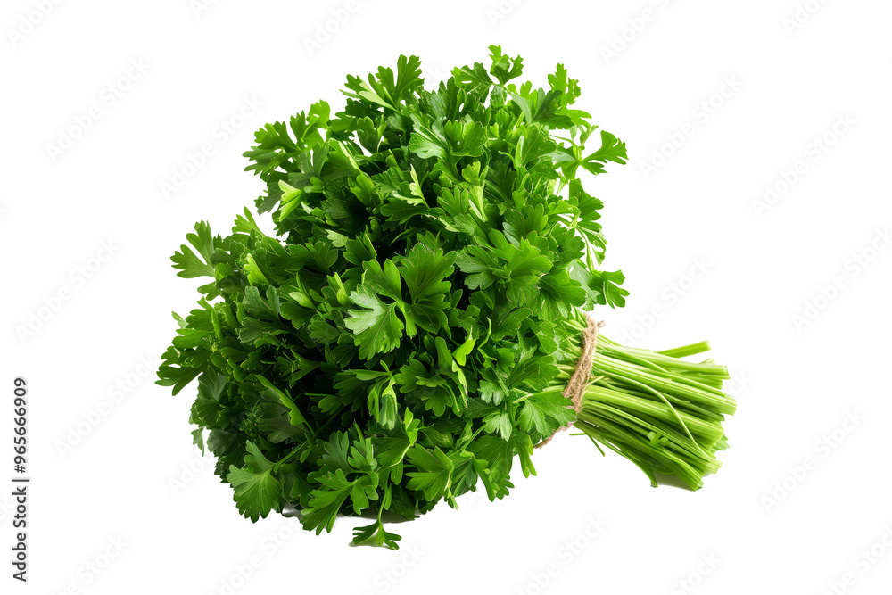 Bunch of fresh green parsley isolated on a white background. Perfect for cooking condiments, garnish, and healthy eating concepts Bunch of fresh green parsley isolated on a white background. Perfect for cooking condiments, garnish, and healthy eating concepts