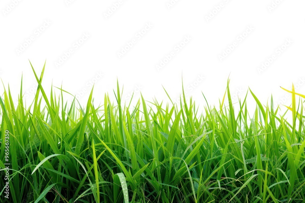 Rice field nature backgrounds landscape. Rice field nature backgrounds landscape.