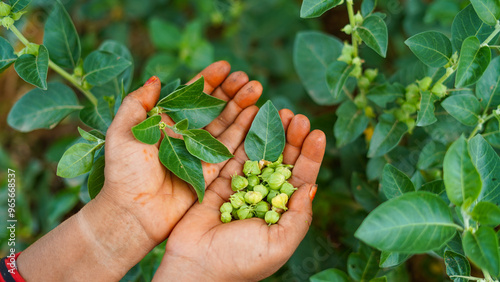 Ashwagandha fresh leaves and pods holding in hand. Withania somnifera plant known as Indian ginseng, poison gooseberry, or winter cherry. Herb for weight loss, reduce stress and healthcare.