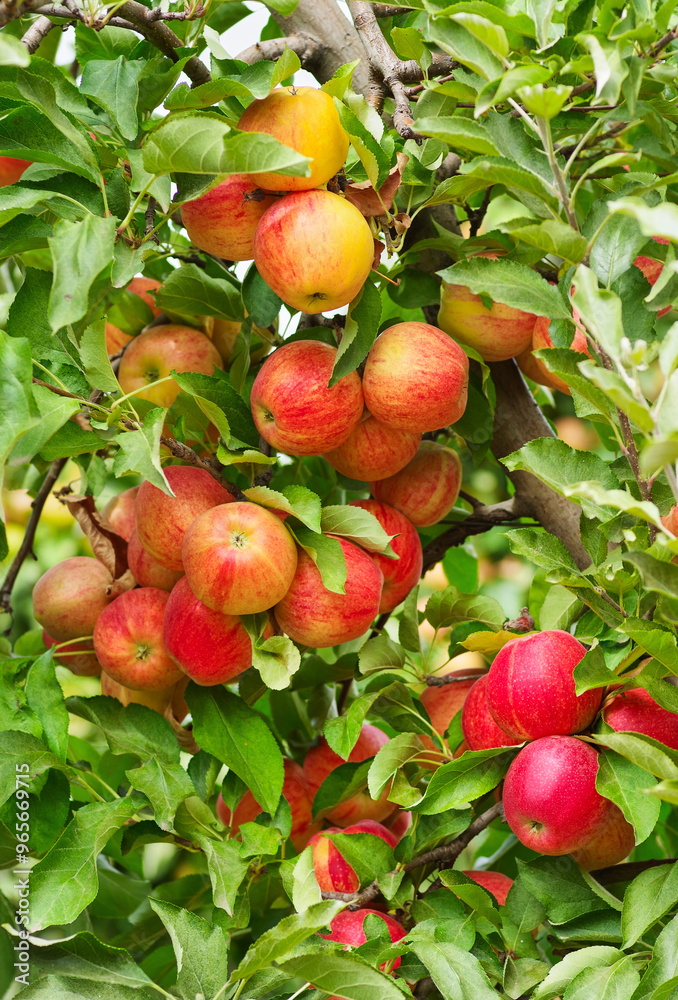 Obraz premium Apple tree branch in closeup