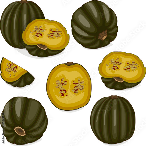 Set of Zapallo Macre Squash. Winter squash. Cucurbita maxima. Fruits and vegetables. Clipart. Isolated vector illustration. photo