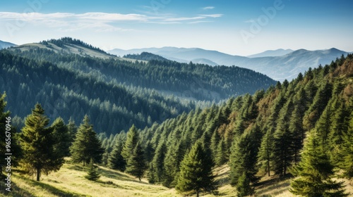 Scenic view of green pine forest on a mountain ridge under clear autumn skies