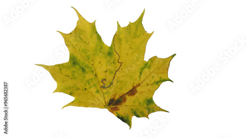 autumn leaf