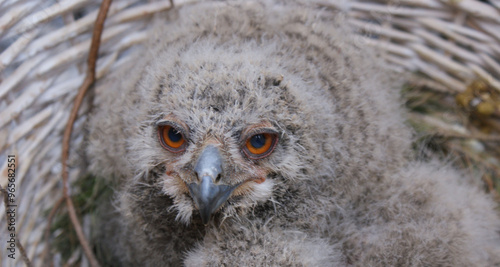 Young owlet nestled in a basket-like nest