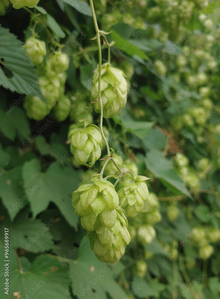 Gresh hatvest of green hop cones hanging on a branches. Raw stuff for beer production.