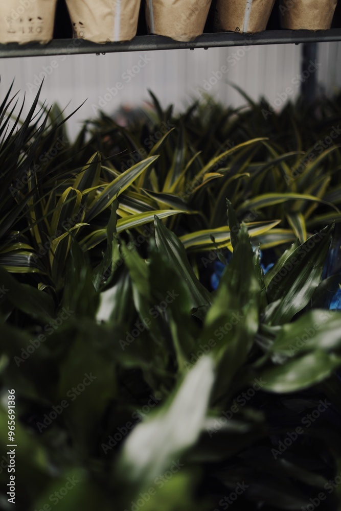 Obraz premium a flower shop, a warehouse where plants are sold