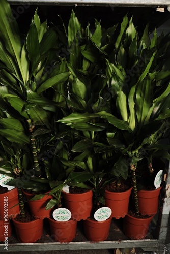 
a flower shop, a warehouse where plants are sold