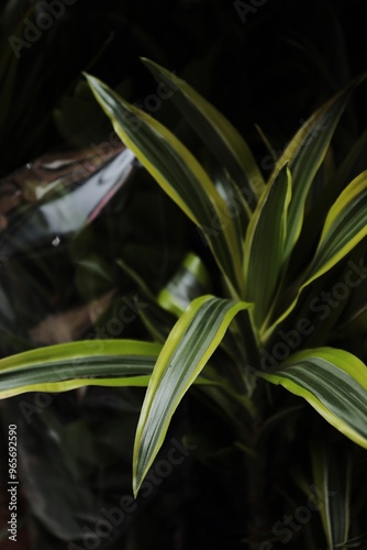 
a flower shop, a warehouse where plants are sold