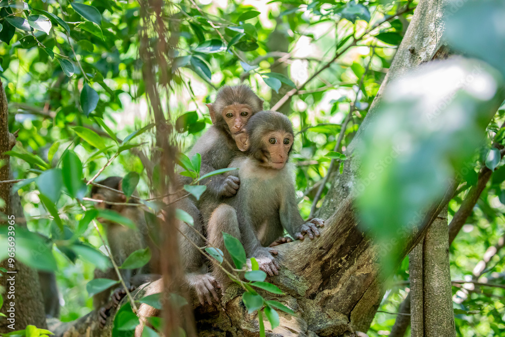 The baby wild Formosan rock macaque (Macaca cyclopis) in Shoushan (Kaohsiung). It is a macaque endemic to the island of Taiwan, Besides humans, they are the only native primates living in Taiwan. The baby wild Formosan rock macaque (Macaca cyclopis) in Shoushan (Kaohsiung). It is a macaque endemic to the island of Taiwan, Besides humans, they are the only native primates living in Taiwan.