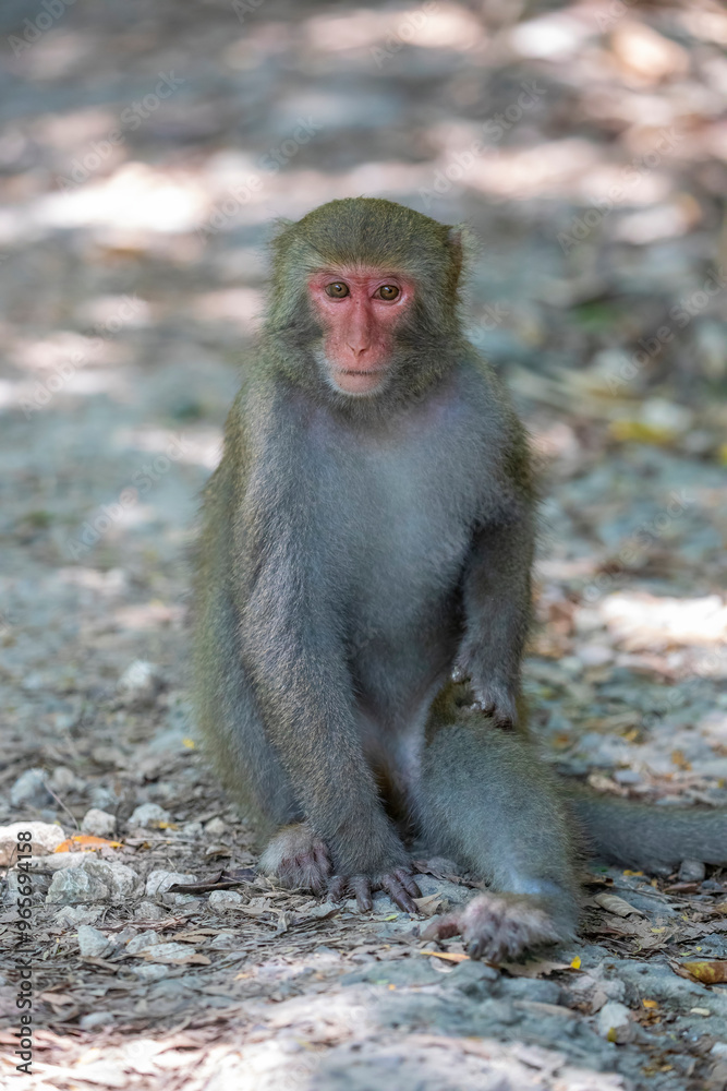 The wild Formosan rock macaque (Macaca cyclopis) in Shoushan (Kaohsiung). It is a macaque endemic to the island of Taiwan, Besides humans, they are the only native primates living in Taiwan. The wild Formosan rock macaque (Macaca cyclopis) in Shoushan (Kaohsiung). It is a macaque endemic to the island of Taiwan, Besides humans, they are the only native primates living in Taiwan.