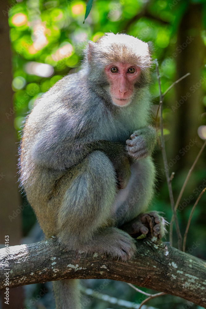 The wild Formosan rock macaque (Macaca cyclopis) in Shoushan (Kaohsiung). It is a macaque endemic to the island of Taiwan, Besides humans, they are the only native primates living in Taiwan. The wild Formosan rock macaque (Macaca cyclopis) in Shoushan (Kaohsiung). It is a macaque endemic to the island of Taiwan, Besides humans, they are the only native primates living in Taiwan.