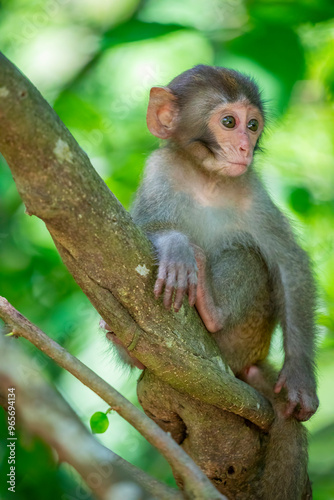 The baby wild Formosan rock macaque (Macaca cyclopis) in Shoushan (Kaohsiung). It is a macaque endemic to the island of Taiwan, Besides humans, they are the only native primates living in Taiwan. photo