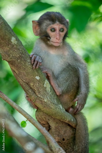 The baby wild Formosan rock macaque (Macaca cyclopis) in Shoushan (Kaohsiung). It is a macaque endemic to the island of Taiwan, Besides humans, they are the only native primates living in Taiwan. photo