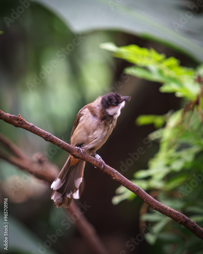 Bulbul orphée