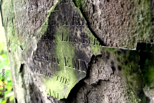 tree trunk with moss