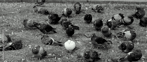 black and white animals