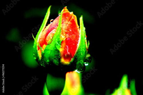 red rose in the night