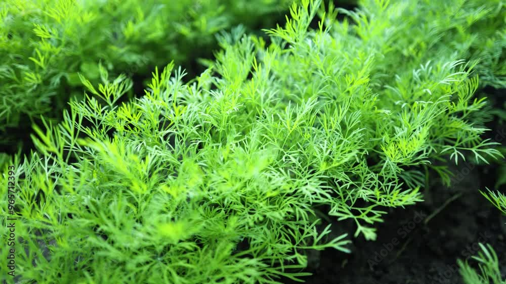Fresh dill Anethum graveolens growing on the vegetable bed. Annual herb, family Apiaceae. Growing fresh herbs. Green plants in the garden, ecological agriculture for producing healthy food concept Fresh dill Anethum graveolens growing on the vegetable bed. Annual herb, family Apiaceae. Growing fresh herbs. Green plants in the garden, ecological agriculture for producing healthy food concept