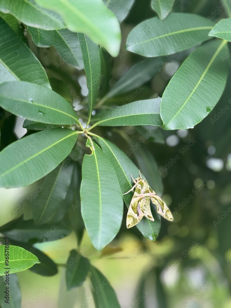 Obraz premium Greenery