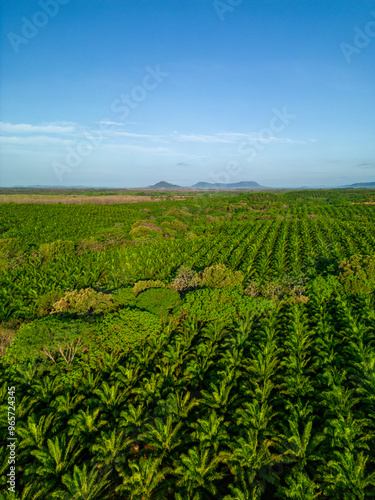 Fotografie Aerial photo of palm trees plantation on morning light,, Chiriqui, Panama, centr