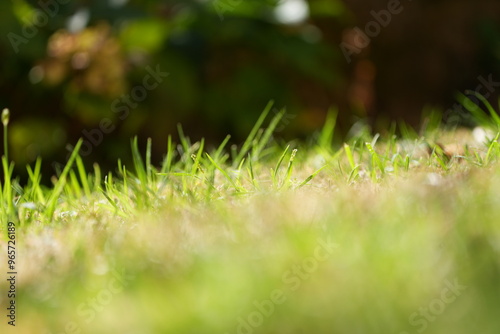 grass in the garden, close up of grass with bokeh background wallpaper