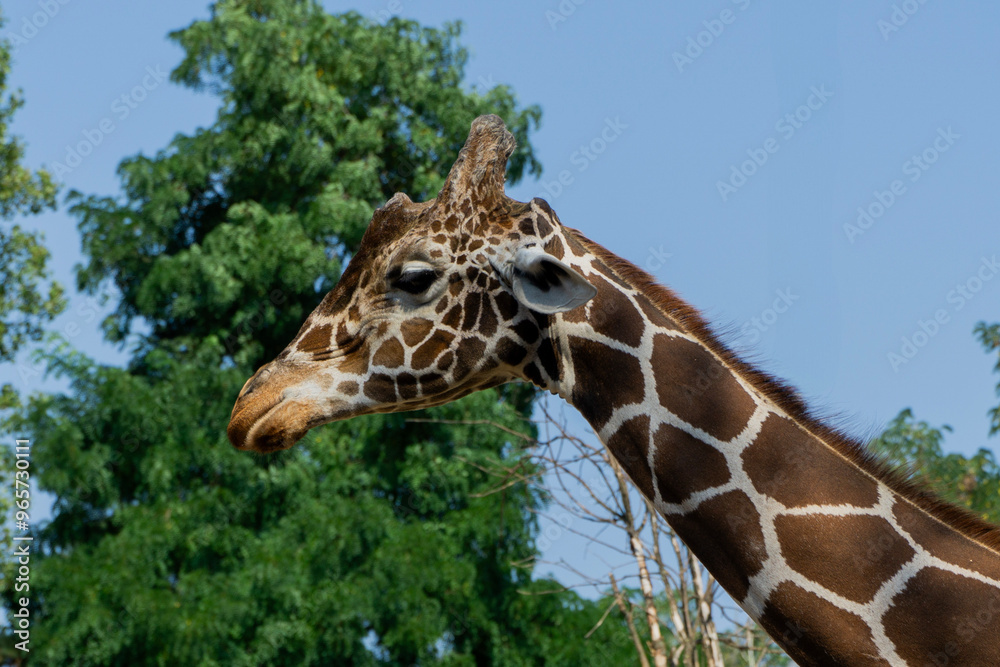 Obraz premium Żyrafa z bliska
