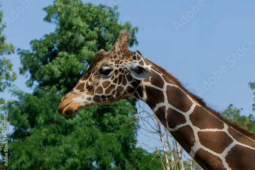 Obraz Żyrafa z bliska