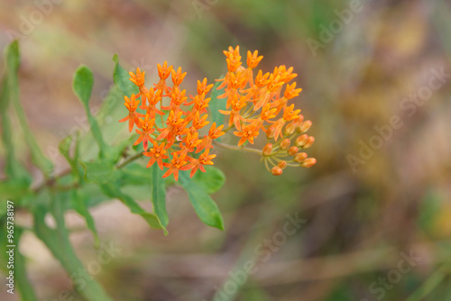 A beautiful orange milkweed with flowers in Manasota Scrub Preserve, Florida. I believe this is butterflyweed (Asclepias tuberosa). Check ID with an expert if accuracy is important for your project. photo