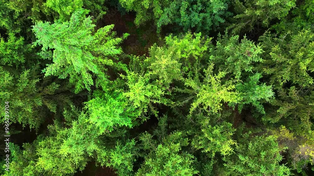 An aerial view shows a dense green forest, beautifully highlighting the remarkable beauty and tranquility of nature