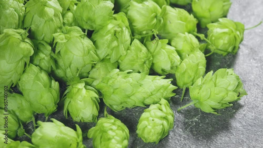 Fresh green hops cones for making beer and bread close up. Fresh green hops cones for making beer and bread close up.