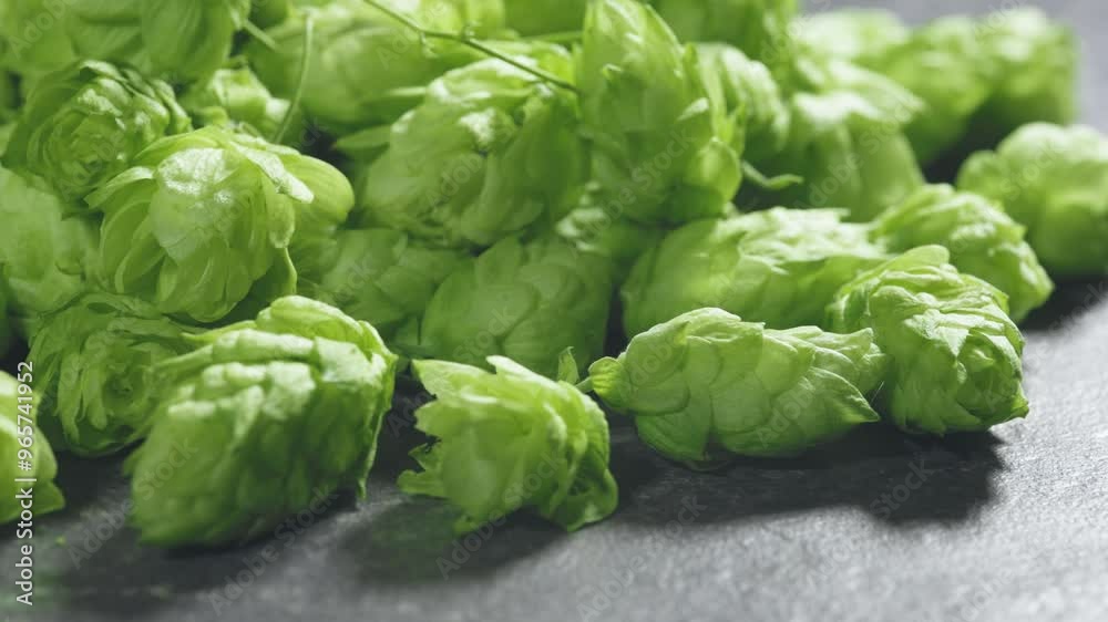 pile cones green hop on stones background. pile cones green hop on stones background.