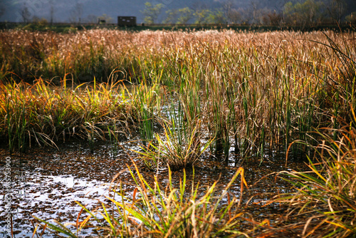 Field of dried grasses at the lakeside in autumn
