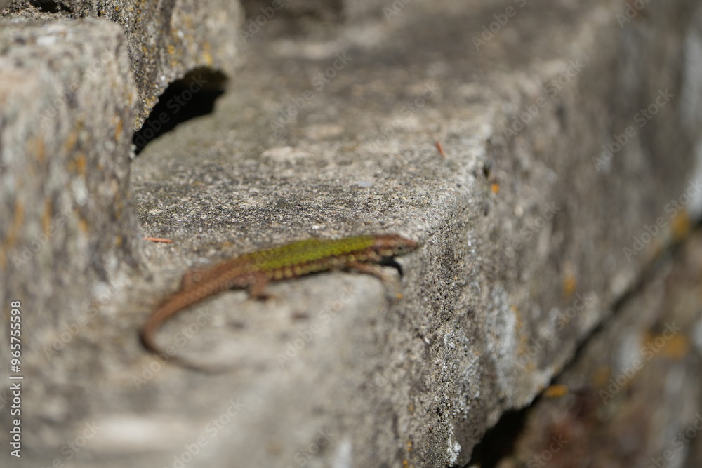 lizard on a stone in tuscany italy lizard on a stone in tuscany italy