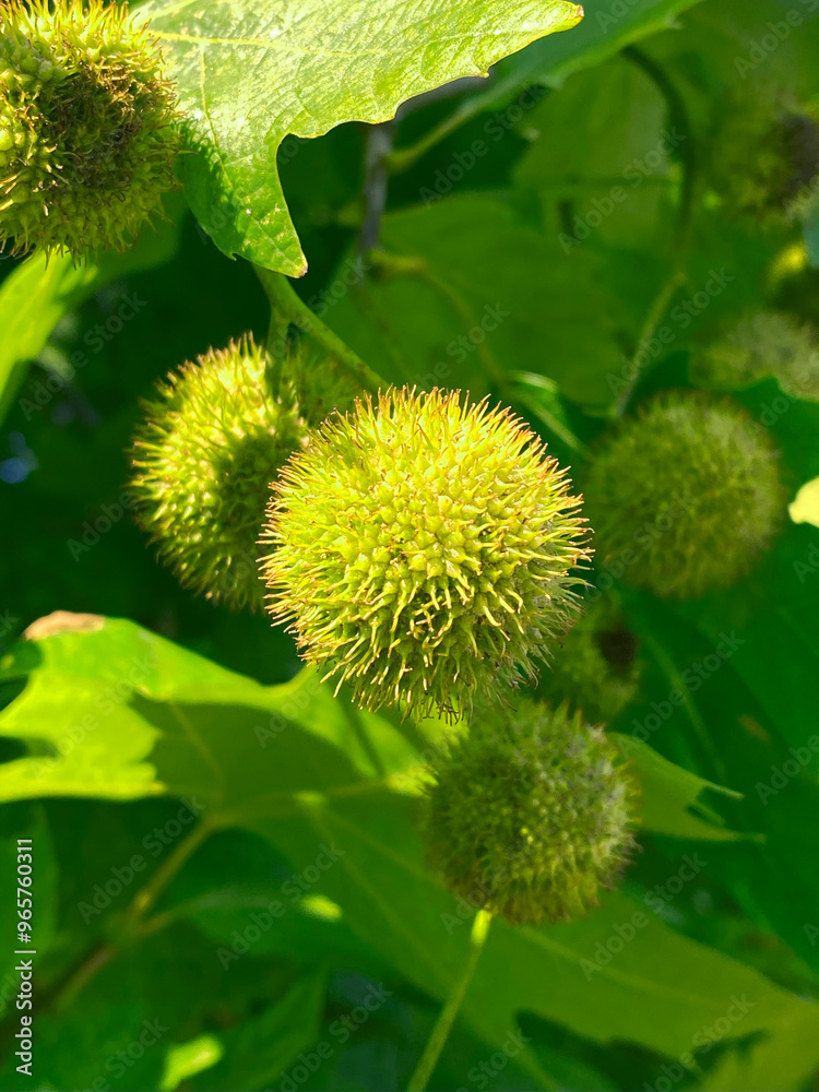 Close up of chestnuts on tree in the garden. Selective focus Close up of chestnuts on tree in the garden. Selective focus
