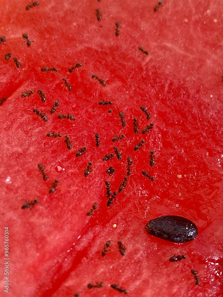 Close up of red watermelon with black ants on it. Macro