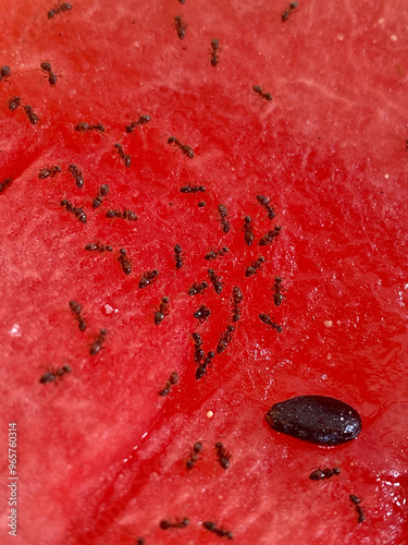 Obraz na płótnie Close up of red watermelon with black ants on it. Macro w salonie