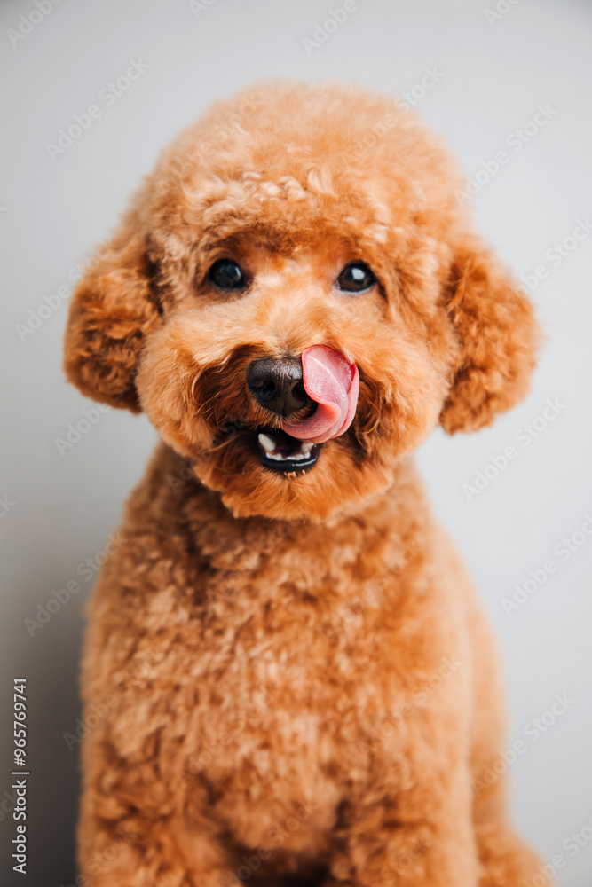 A small red poodle on a grey background licks after a delicious meal, close up. Front view A small red poodle on a grey background licks after a delicious meal, close up. Front view