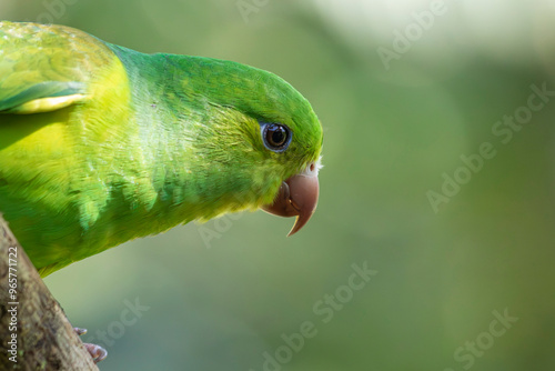 Plain Parakeet or Periquito Rico bird  of the Atlantic Forest - South East Brazil - South America (Brotogeris tirica)