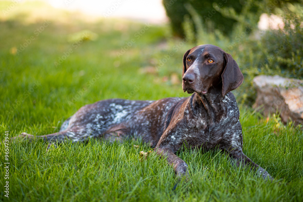 Brown with white patches female Kurzhaar lies on a green lawn Brown with white patches female Kurzhaar lies on a green lawn