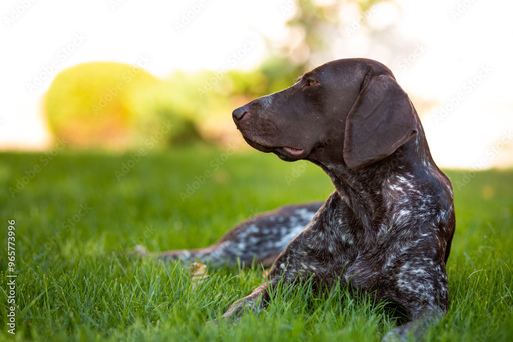 Brown with white patches female Kurzhaar lies on a green lawn Brown with white patches female Kurzhaar lies on a green lawn