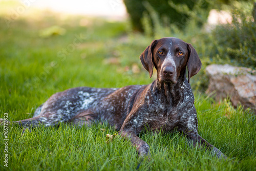 Brown with white patches female Kurzhaar lies on a green lawn