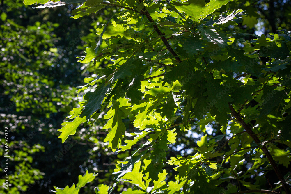 Green oak leaves on a green background illuminated by the sun Green oak leaves on a green background illuminated by the sun